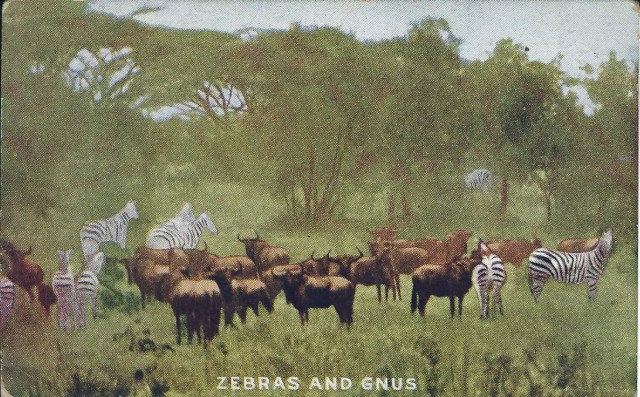 ZebrasGnus1911