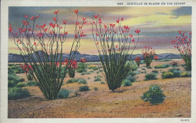ocotillobloom1937